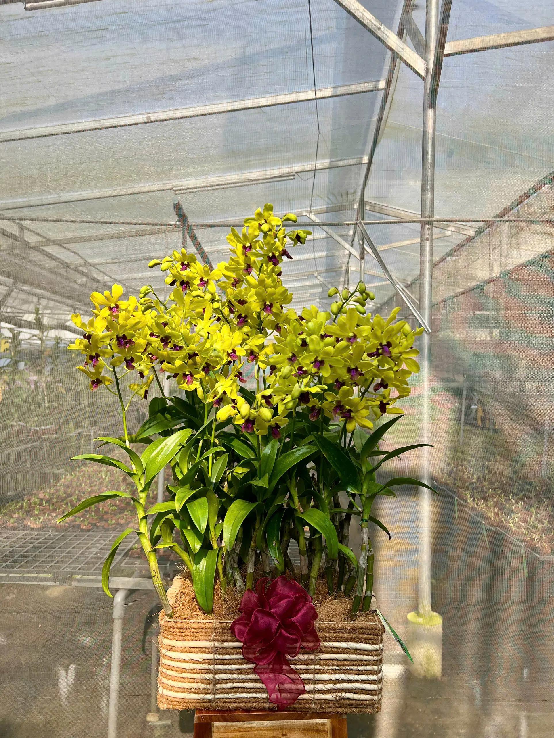 Cắm Hoa Lan Dendrobium Trong Giỏ Lớn Và Thuyền Gỗ (11, 15, 17, 19 cành và thuyền gỗ)