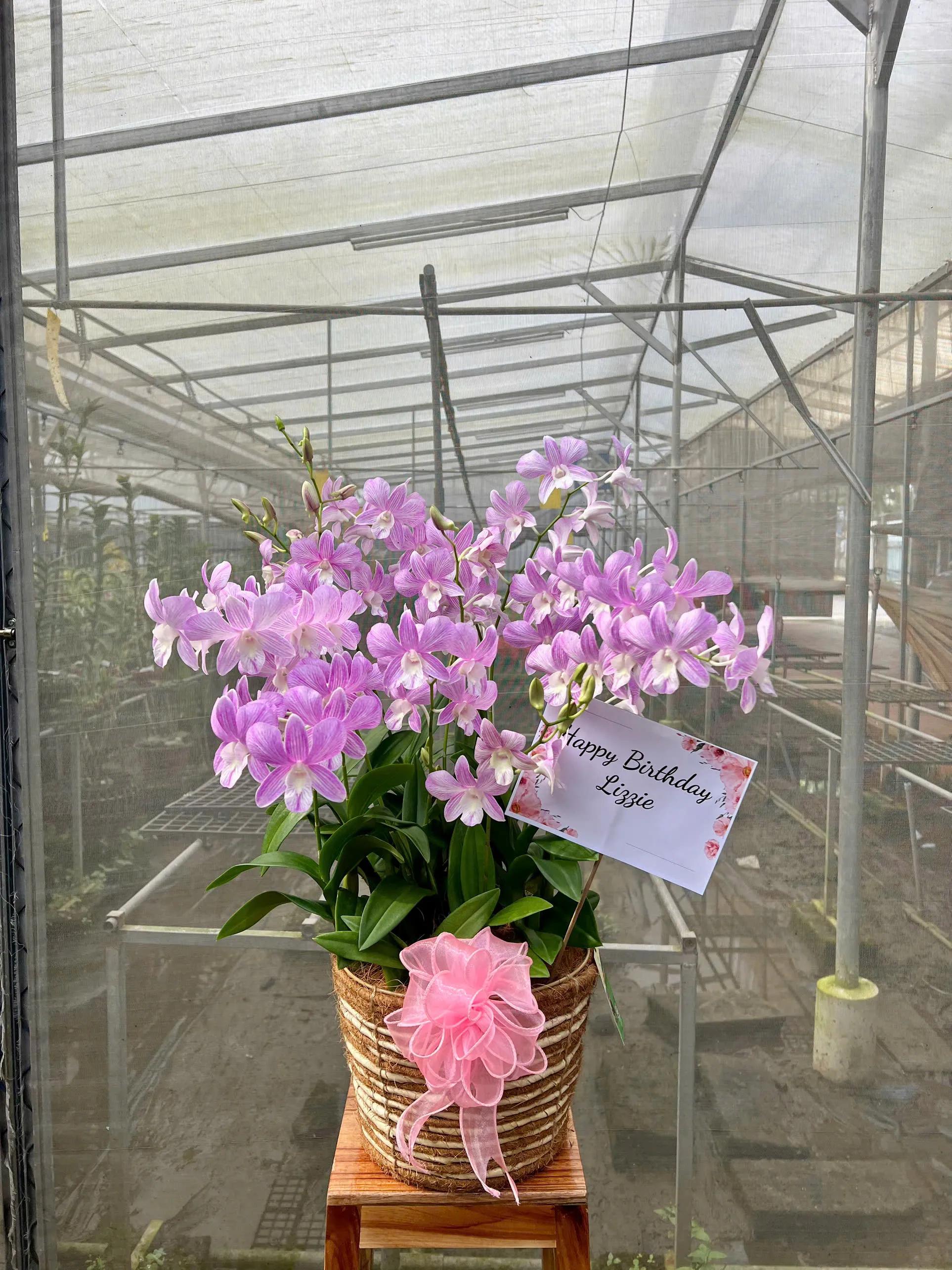 Cắm Hoa Lan Dendrobium Trong Giỏ (1, 3, 5, 7, 9 cành)