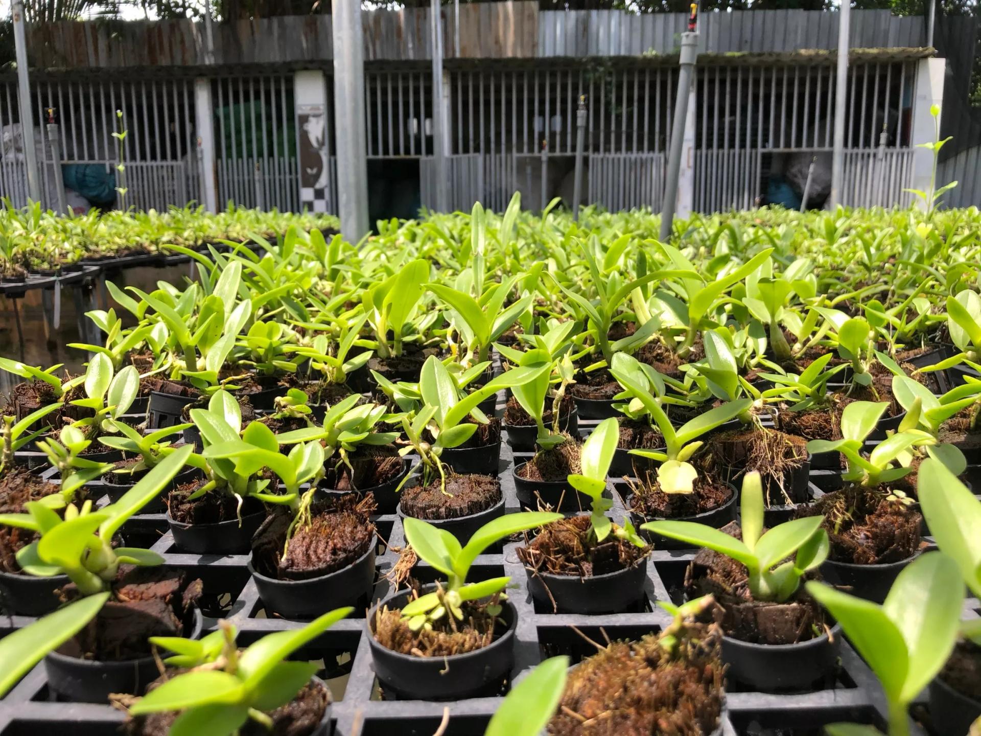 CHƯƠNG TRÌNH “NÔNG NGHIỆP HIỆN ĐẠI, NÔNG THÔN VĂN MINH” Số 6, tháng 04 năm 2023