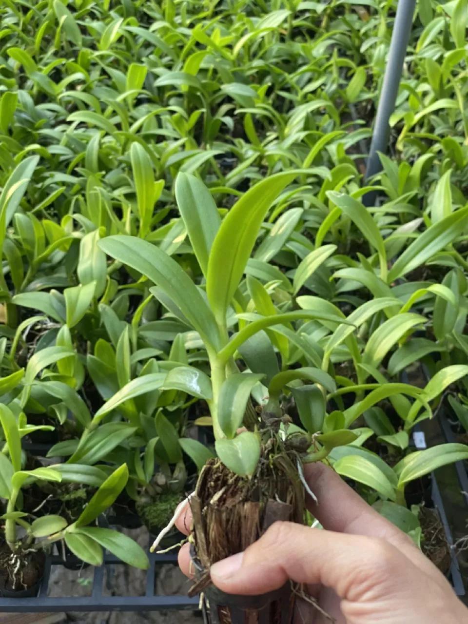 Cây pot