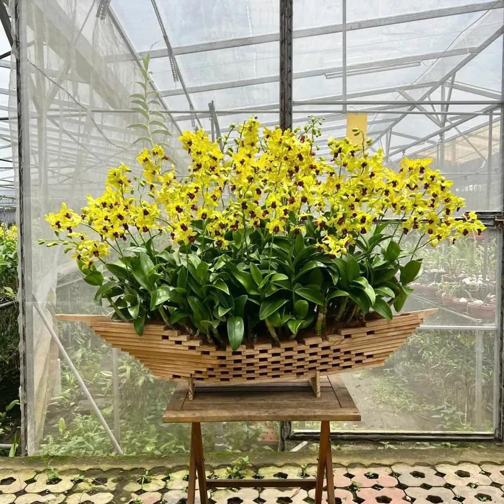 Thuyền hoa lan Dendro Vững Chãi Vươn Xa