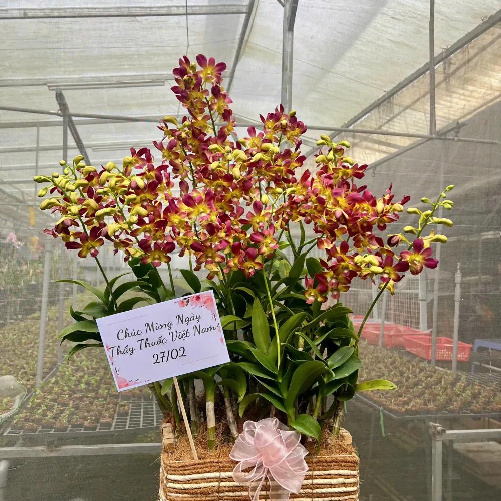 Giỏ hoa lan Dendro Phú Quý Phát Lộc