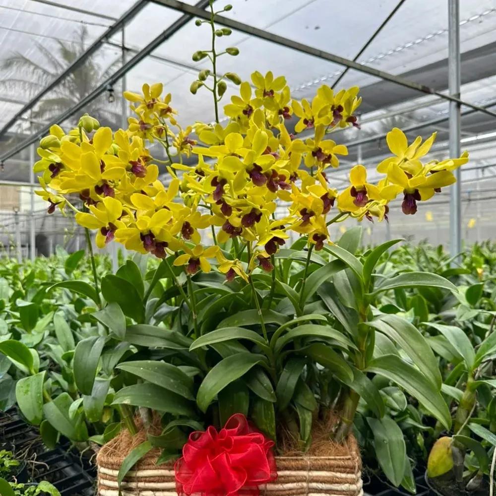 Giỏ hoa lan Dendro Hồng Phát Vượng Khí