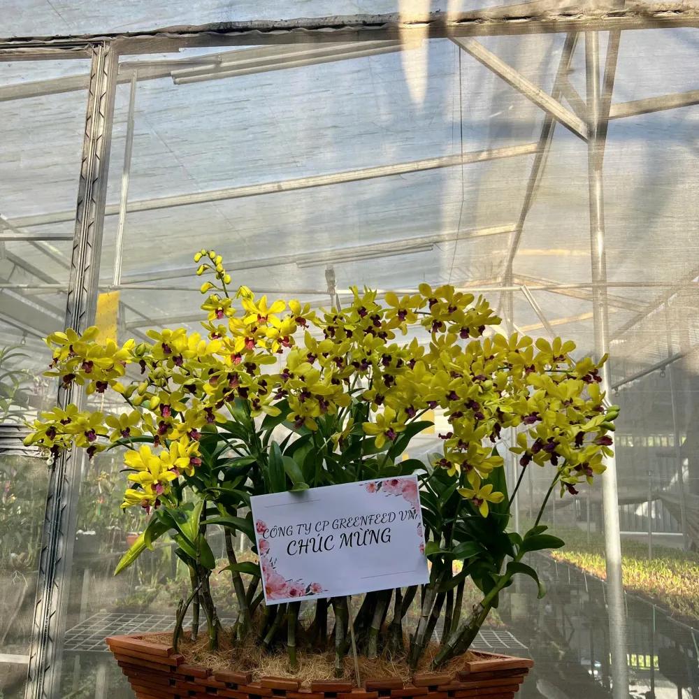 Thuyền hoa lan Dendro Kim Ngọc Mãn Đường