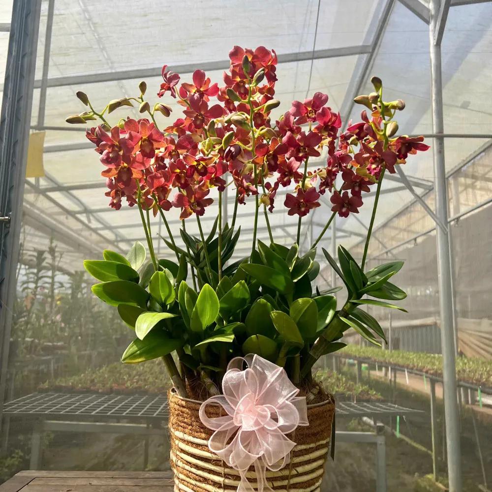 Giỏ hoa lan Dendro Mã Đáo Thành Công