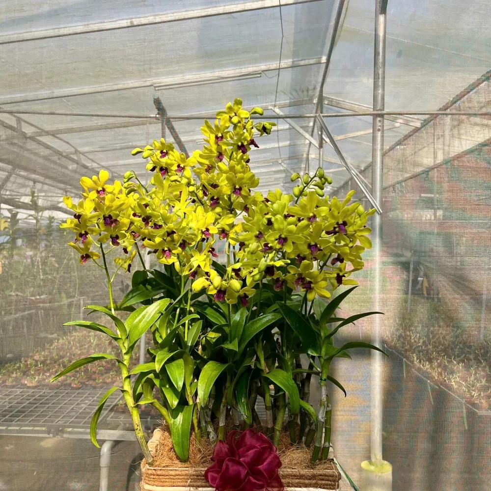 Giỏ hoa lan Dendro Kim Cương Cát Tường