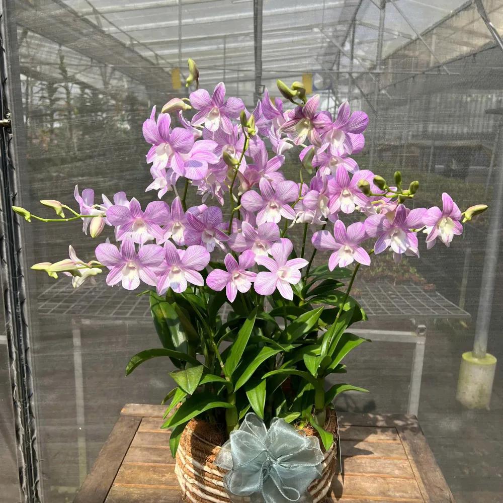 Giỏ hoan lan Dendro Nồng Nàn Yêu Thương