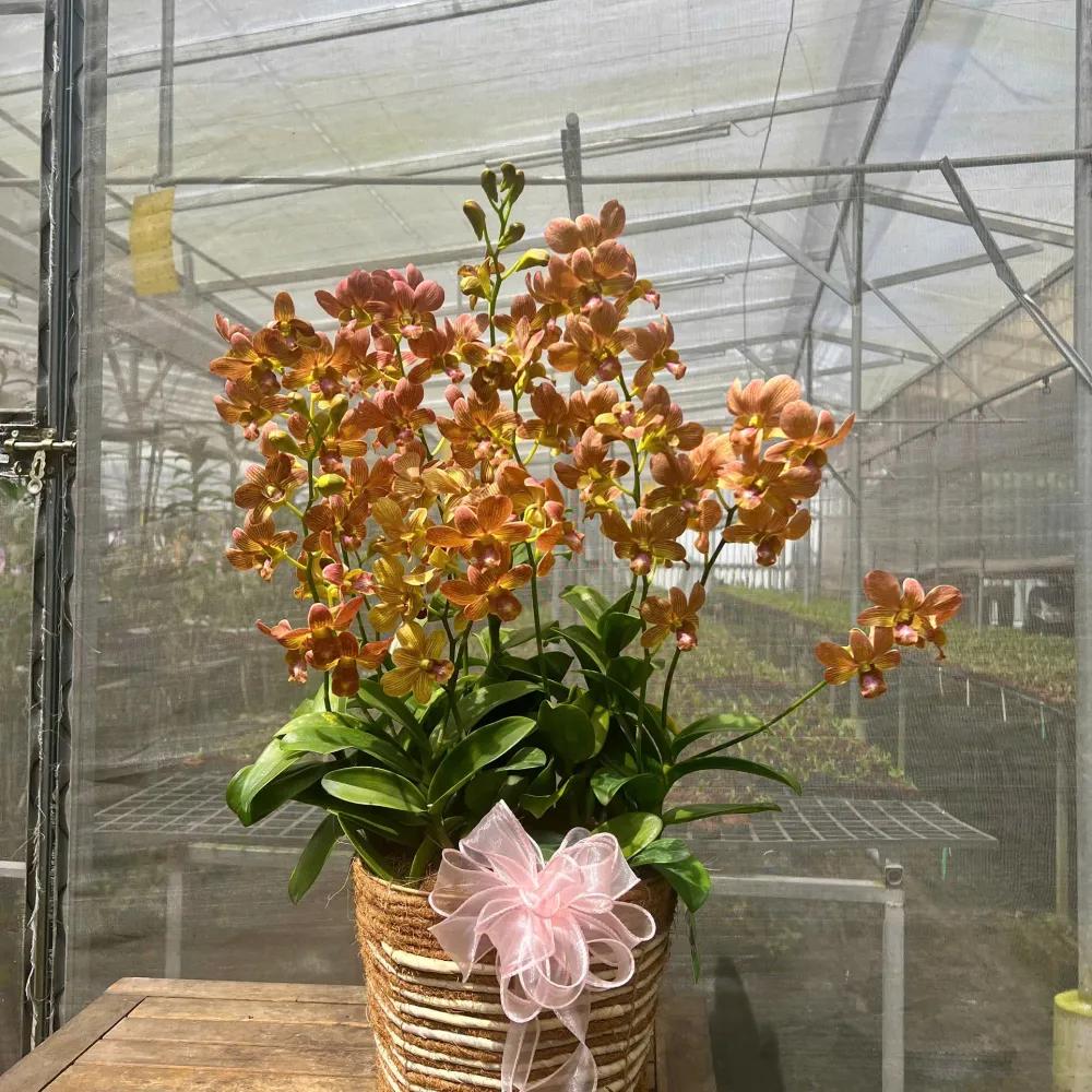 Giỏ hoa lan dendro Bản Tình Ca Hạnh Phúc