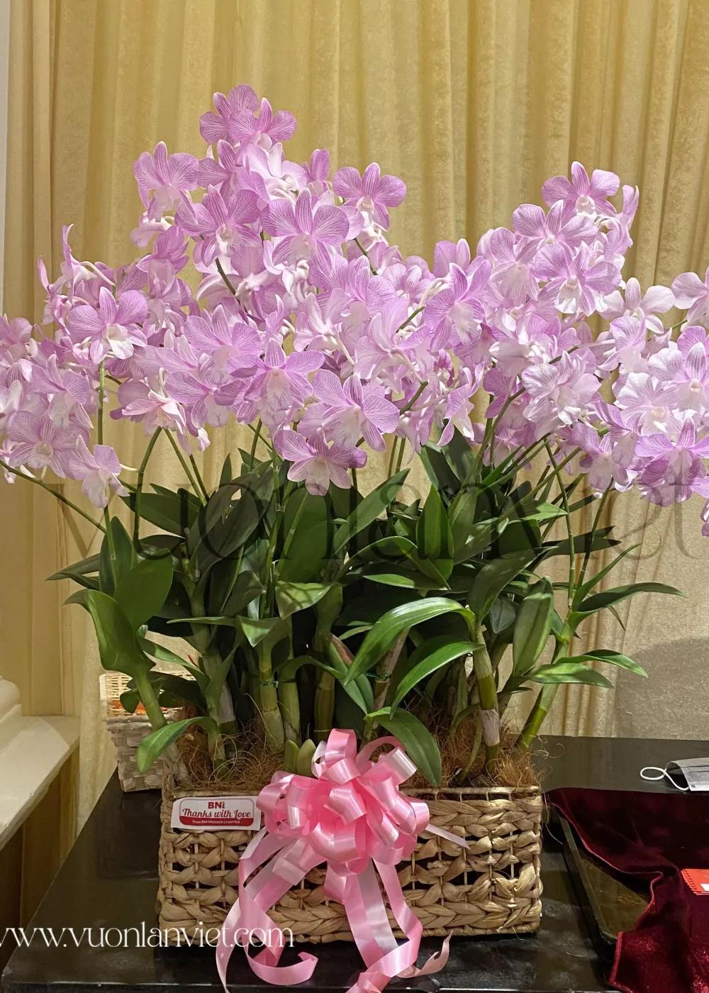 Giỏ hoa lan Dendro Sắc Hồng Hạnh Phúc
