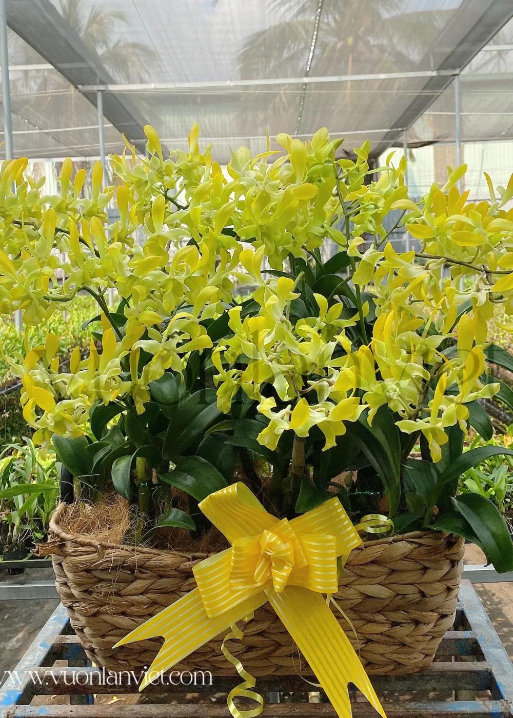 Mã sản phẩm : TV2001