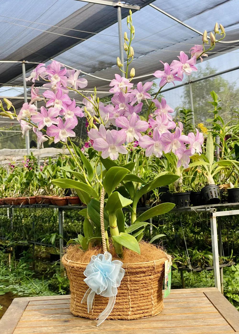 Mã sản phẩm : HS0602