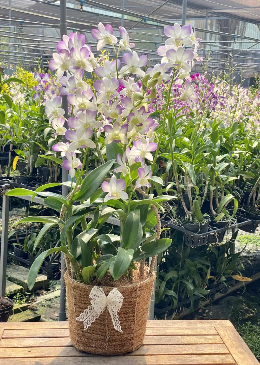 Mã sản phẩm : LVD0601