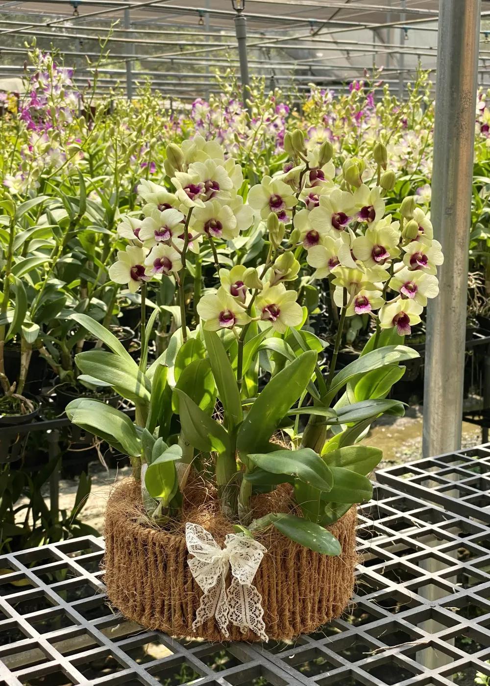 Mã sản phẩm : DTV0701