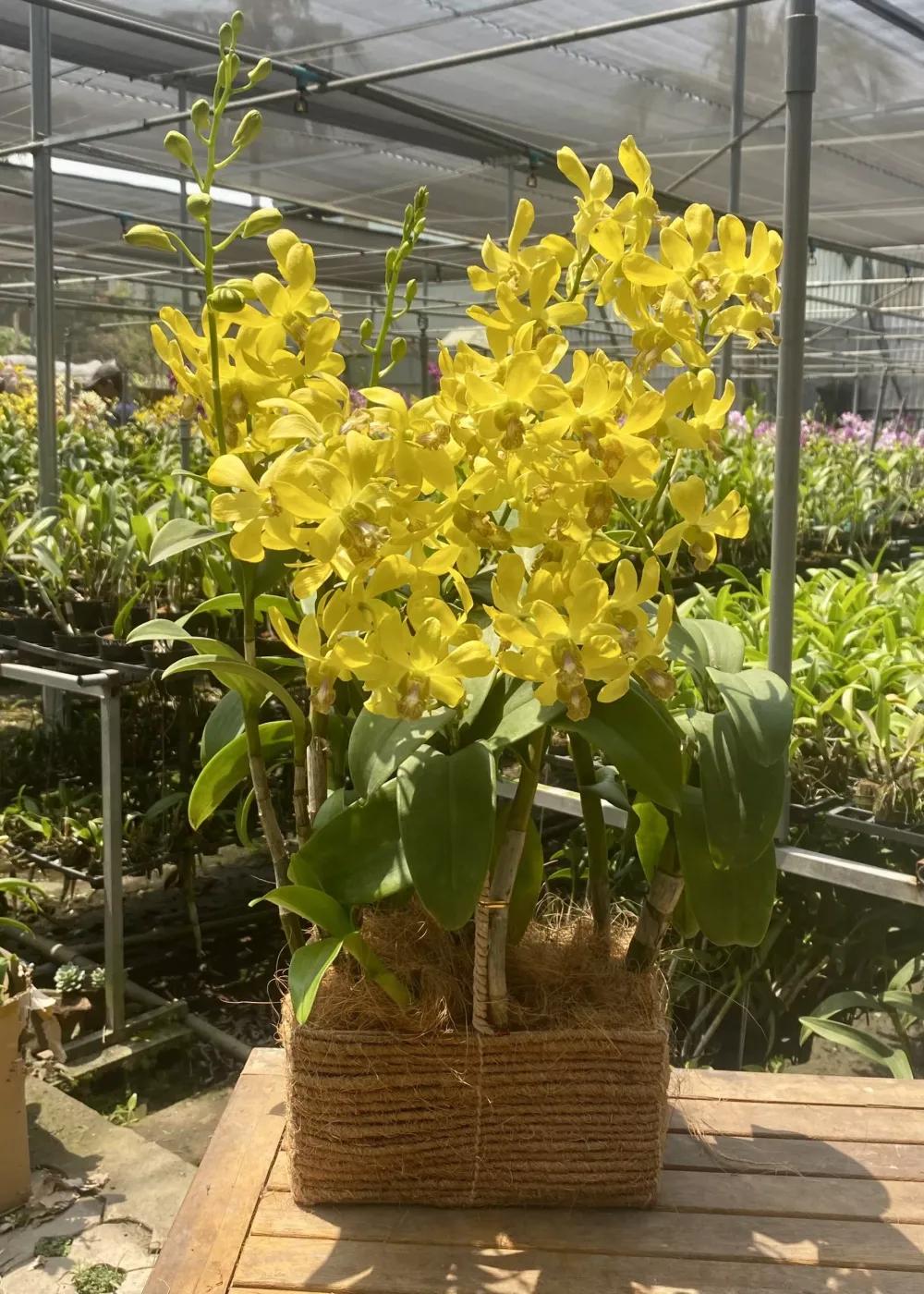 Mã sản phẩm : VM0701