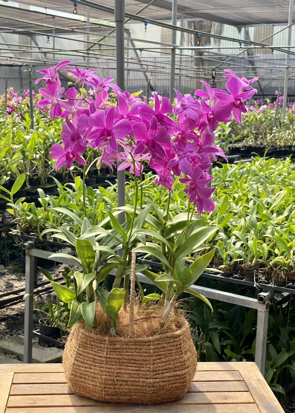 Mã sản phẩm : TCD0601