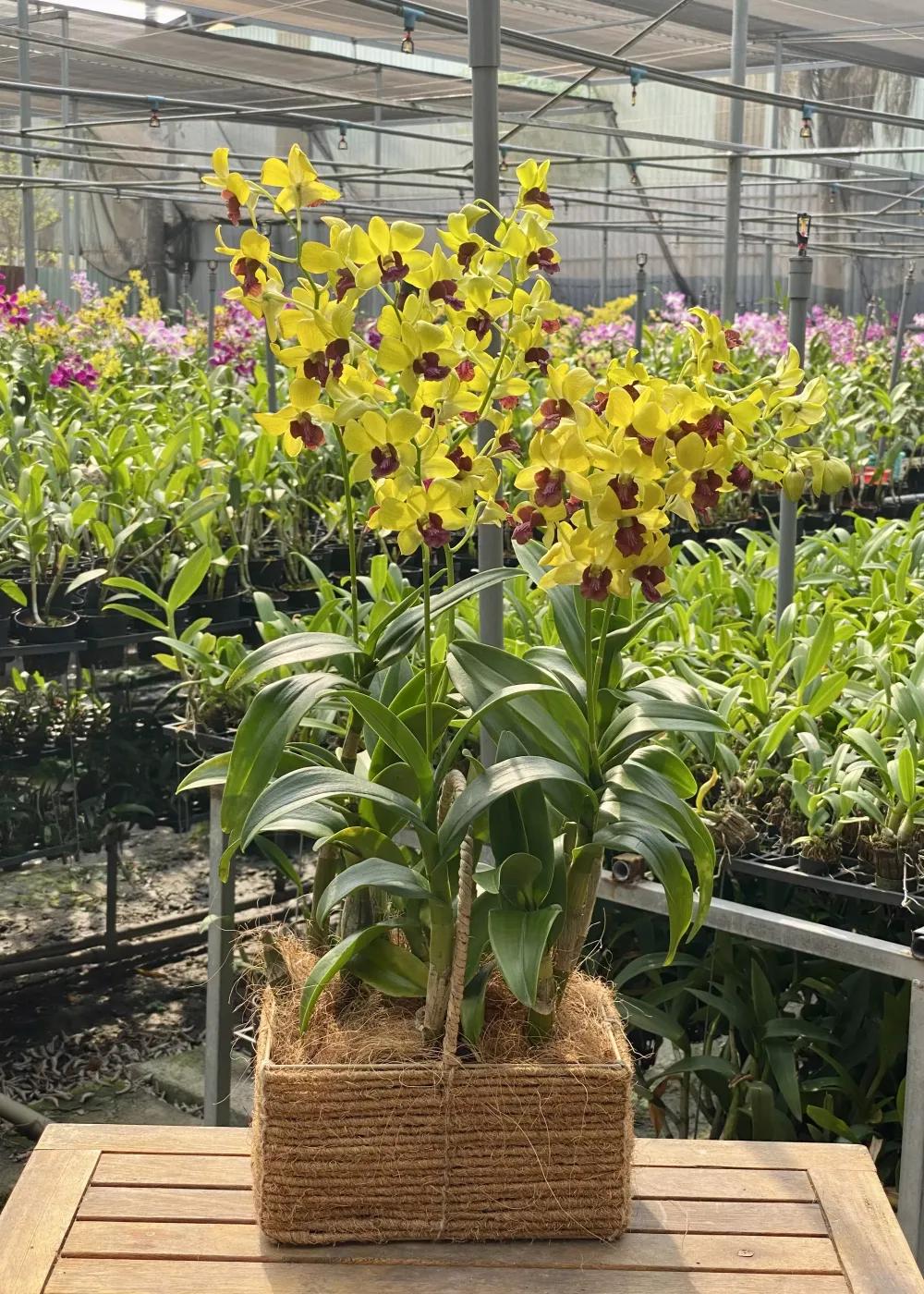 Mã sản phẩm : VLDN0601