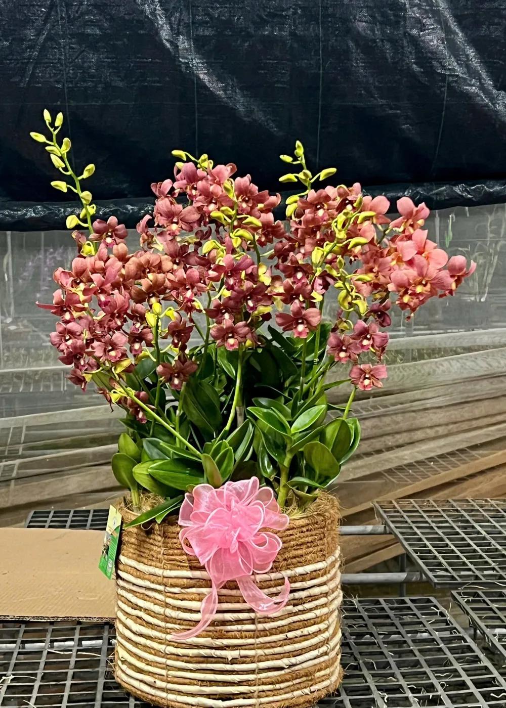 Giỏ hoa lan dendro Hồng Phát Vinh Hoa