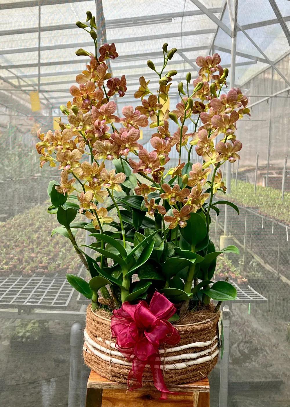 Giỏ hoa lan dendro Hơi Ấm Từ Tim