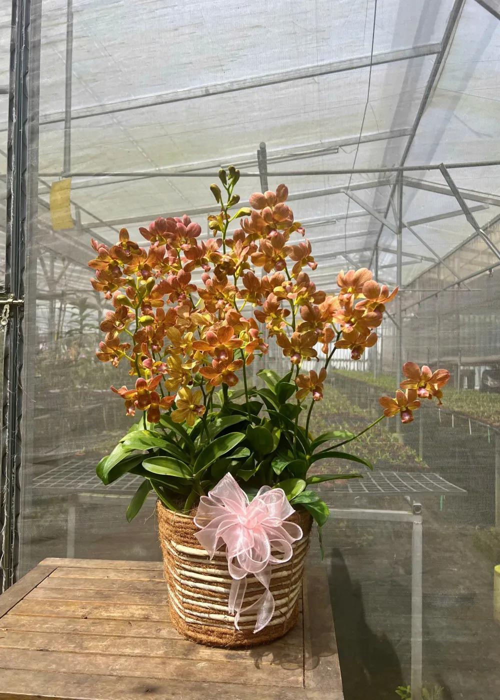 Giỏ hoa lan dendro Bản Tình Ca Hạnh Phúc