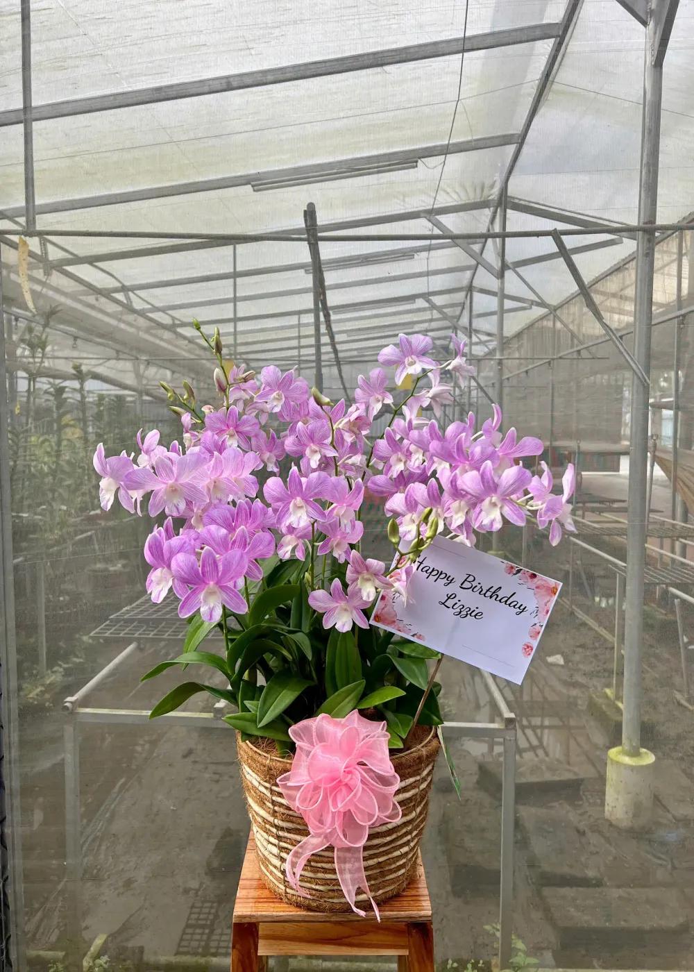 Giỏ hoa lan Dendro Gửi Lời Yêu Thương