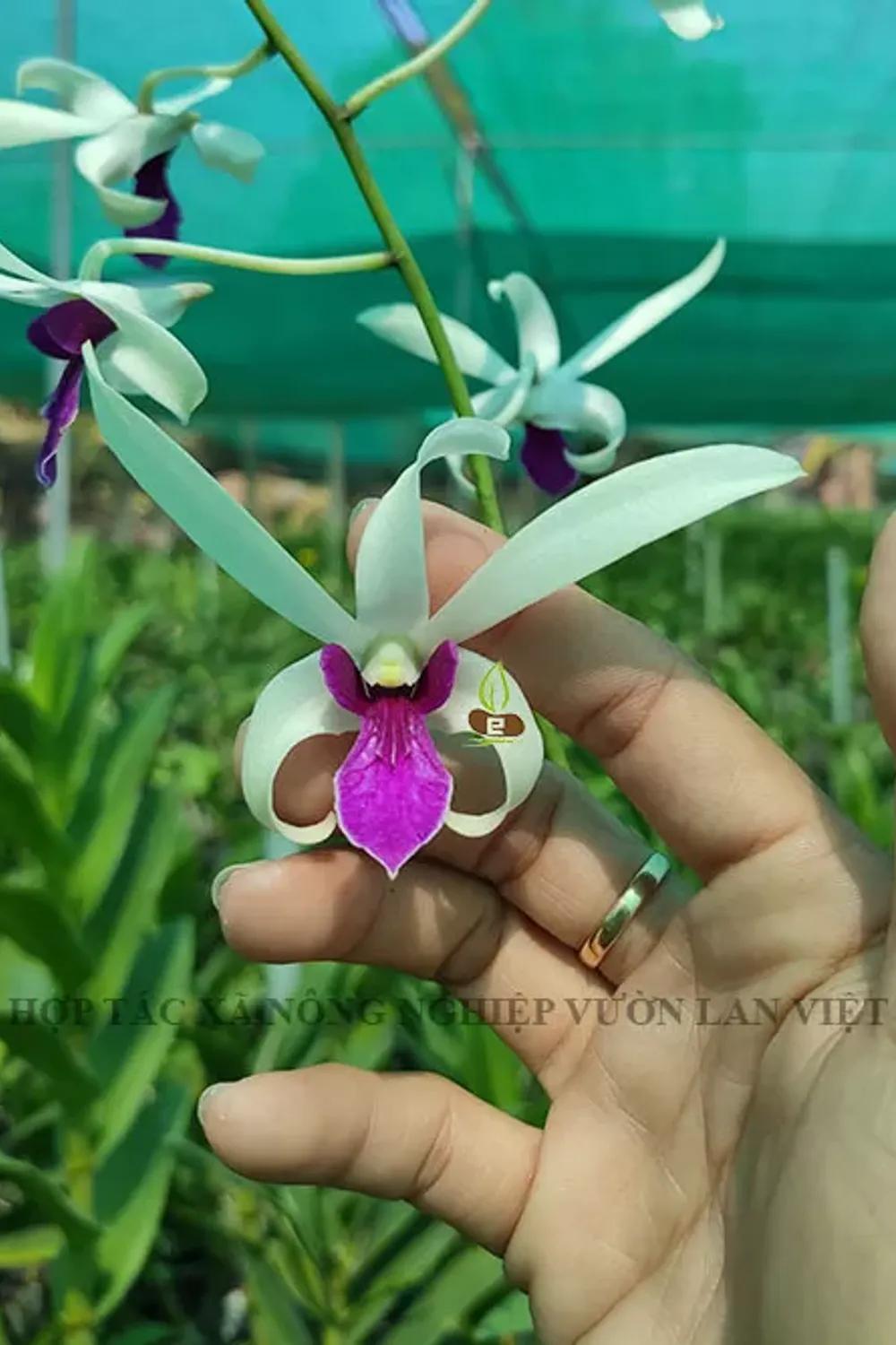 BL - Bà Liễu