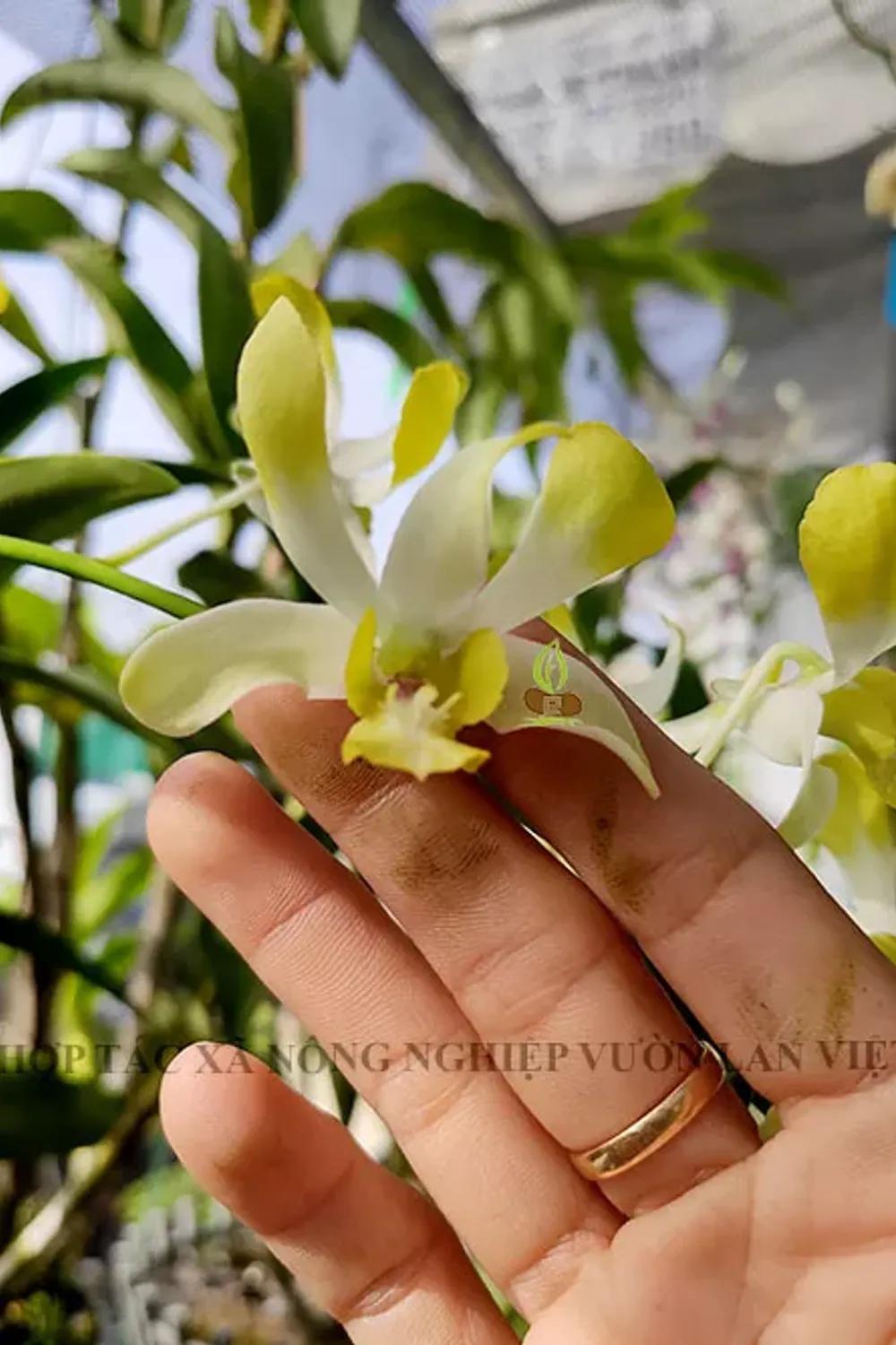 BN - Banana