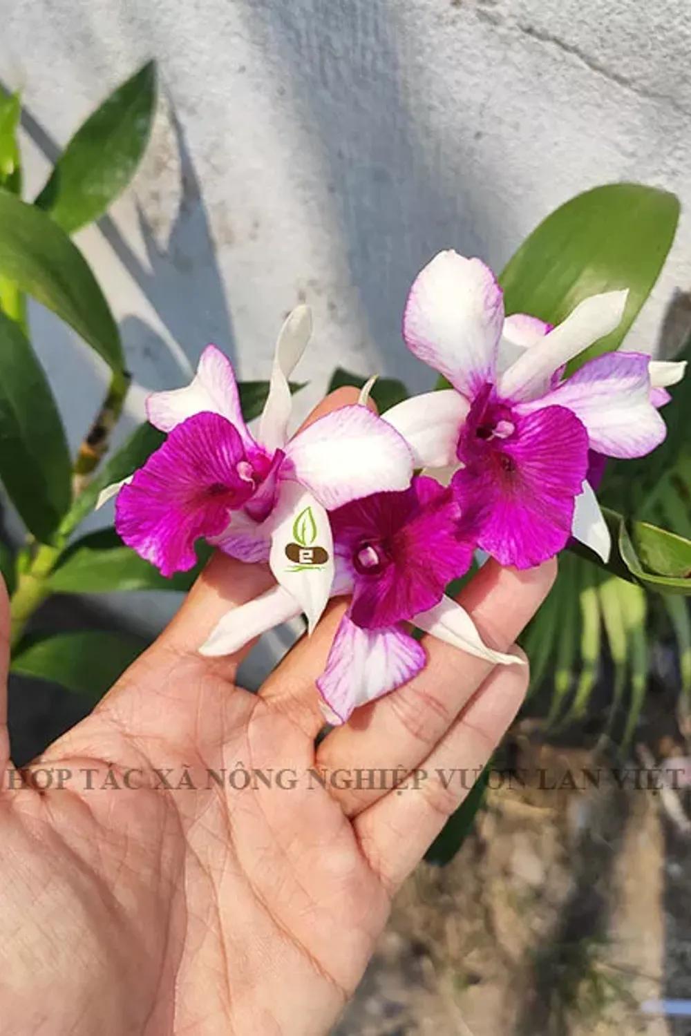 BLTT - Bò lai thủy tiên