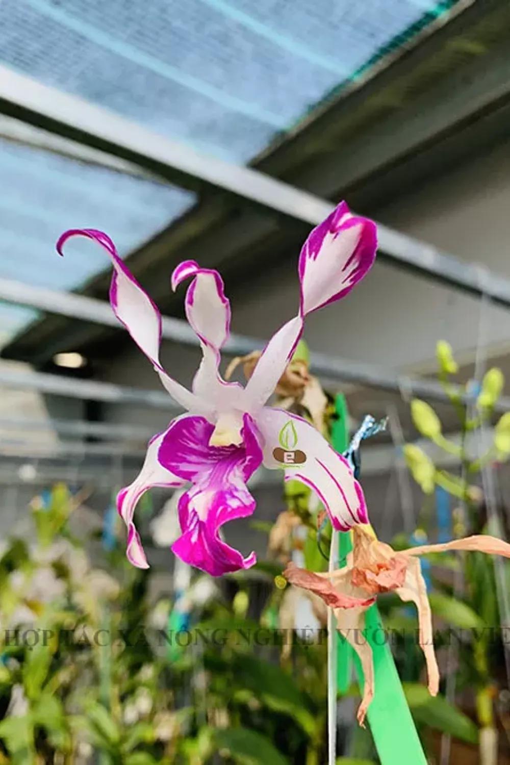 LP - Hổ mang chớp