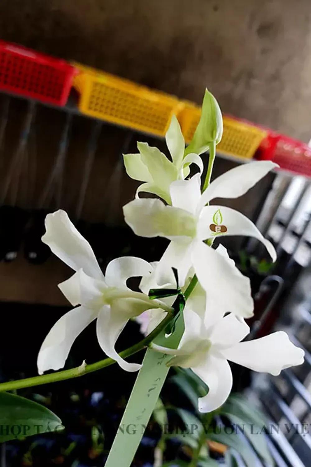 CTr - Chuồn trắng