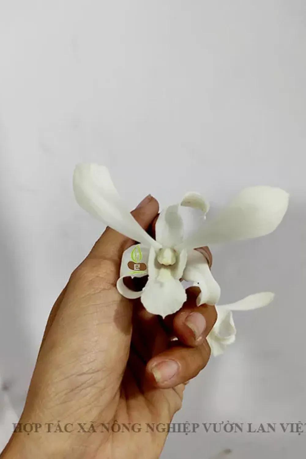 CW - Ceasa white
