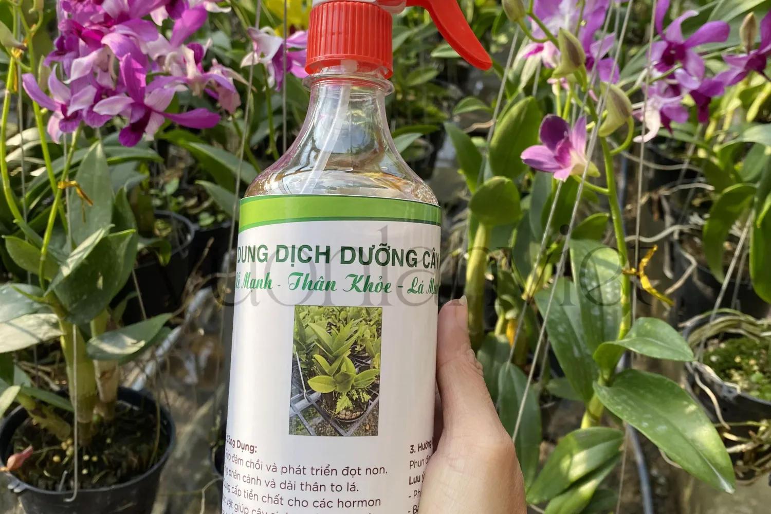 Dinh dưỡng và phân bón vô cơ cho cây hoa lan Dendrobium