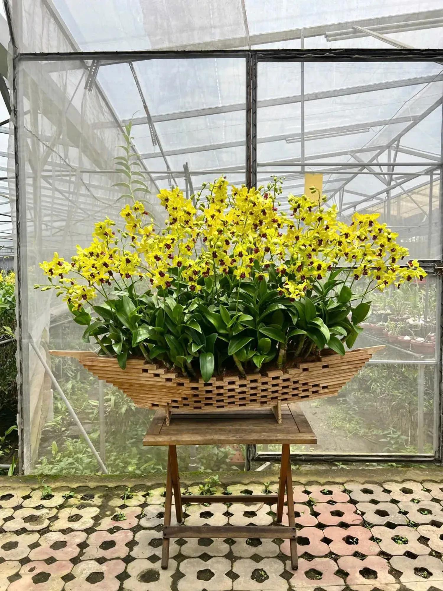 Thuyền hoa lan Dendro Vững Chãi Vươn Xa