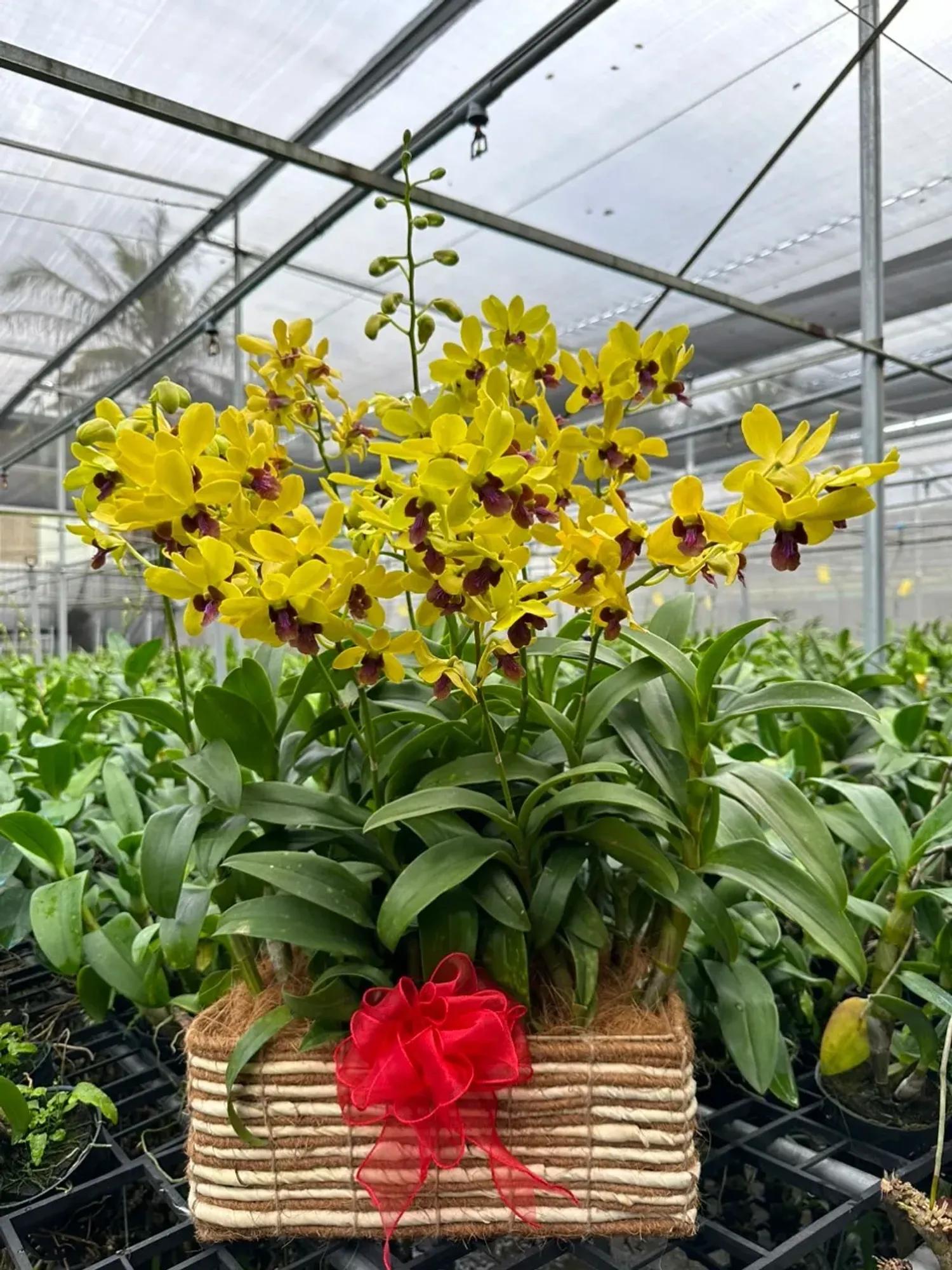 Giỏ hoa lan Dendro Hồng Phát Vượng Khí