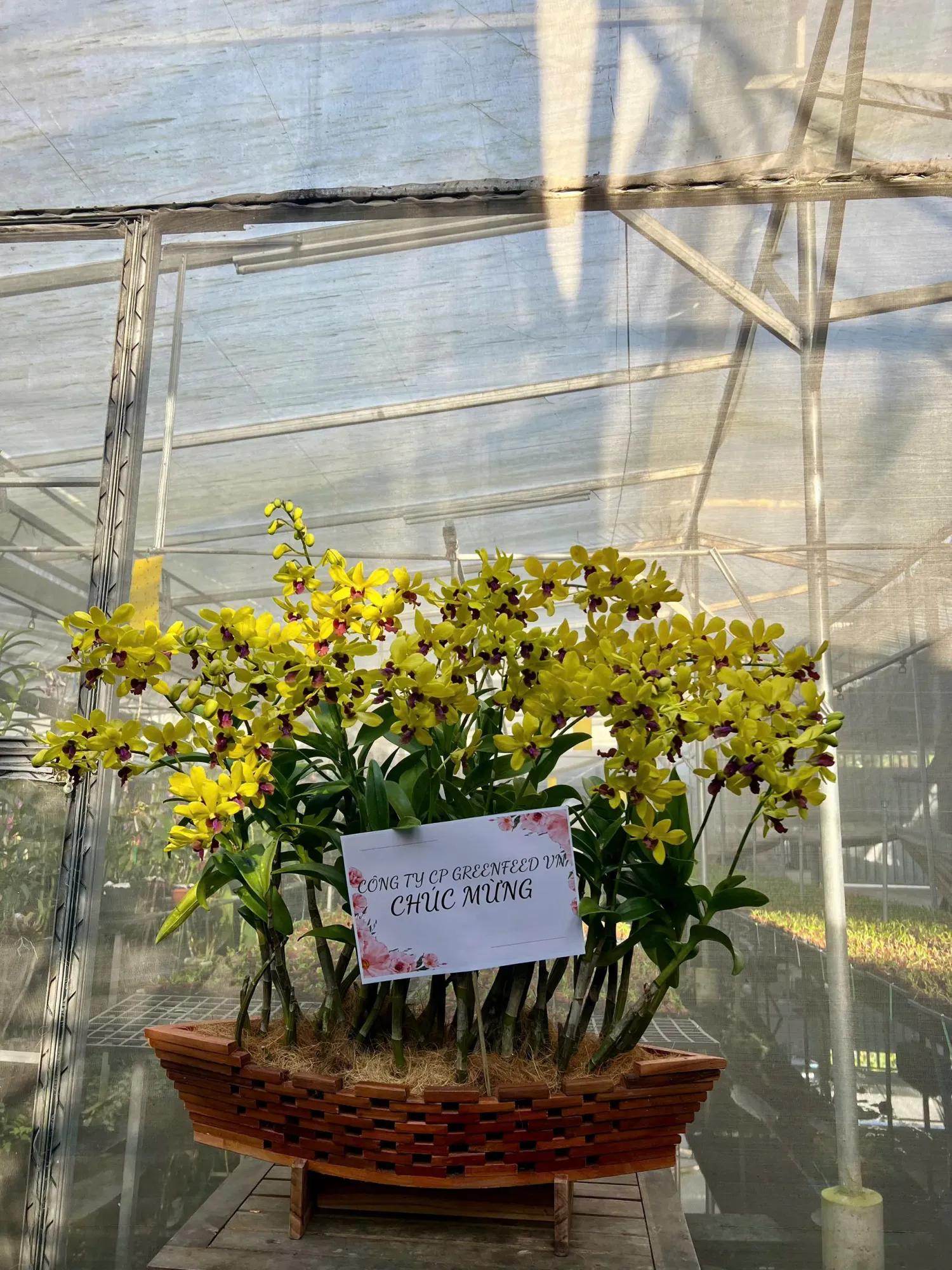 Thuyền hoa lan Dendro Kim Ngọc Mãn Đường