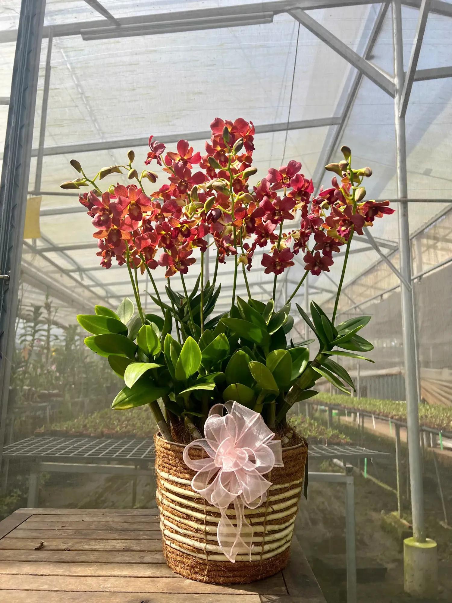 Giỏ hoa lan Dendro Mã Đáo Thành Công