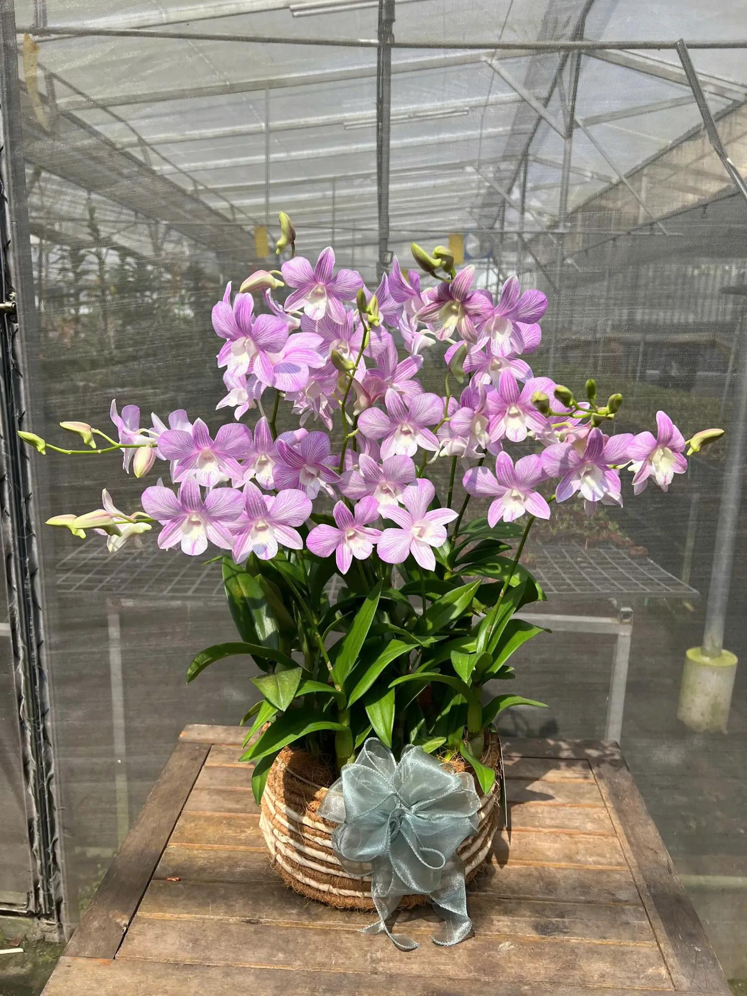 Giỏ hoan lan Dendro Nồng Nàn Yêu Thương