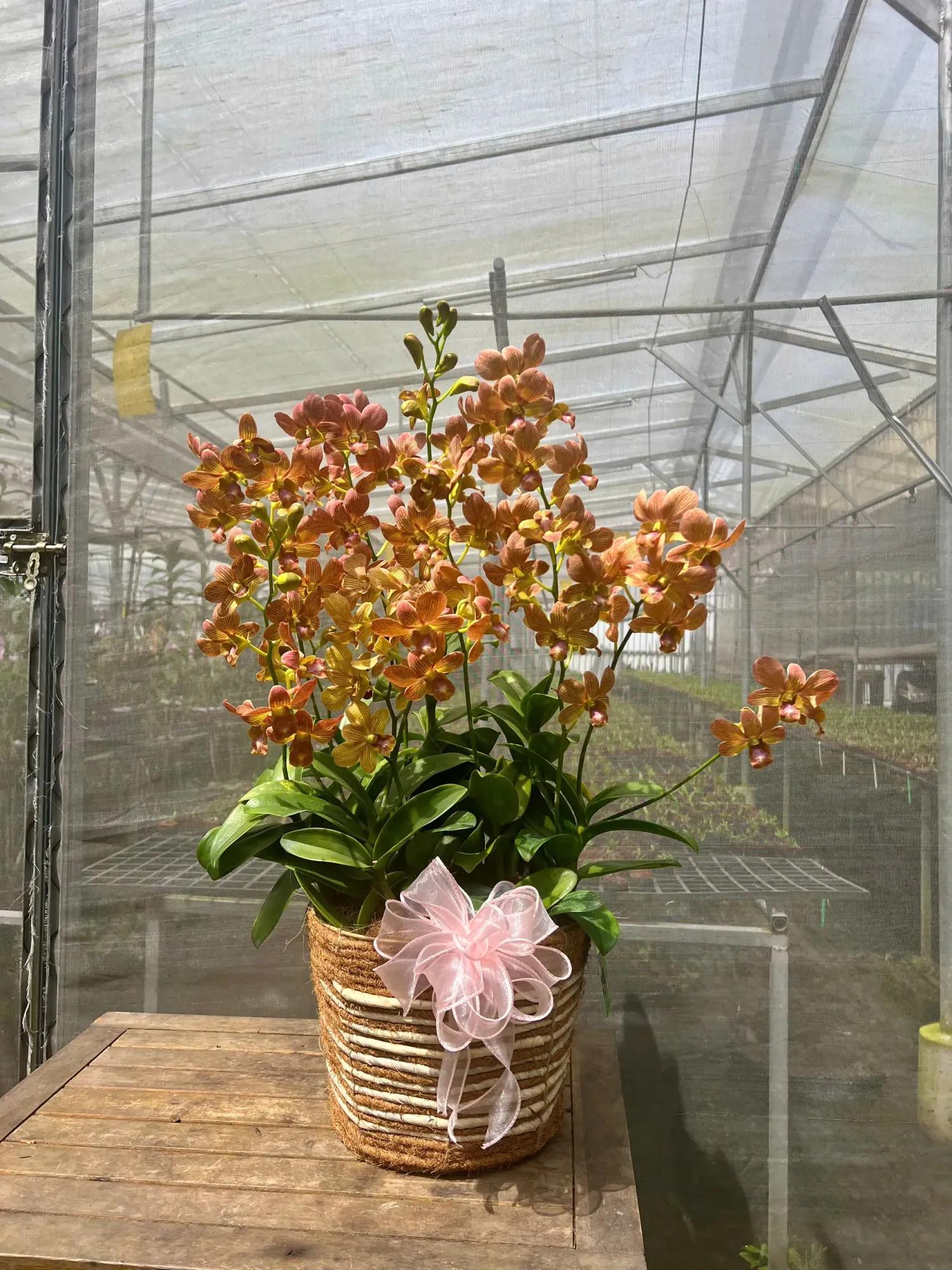 Giỏ hoa lan dendro Bản Tình Ca Hạnh Phúc