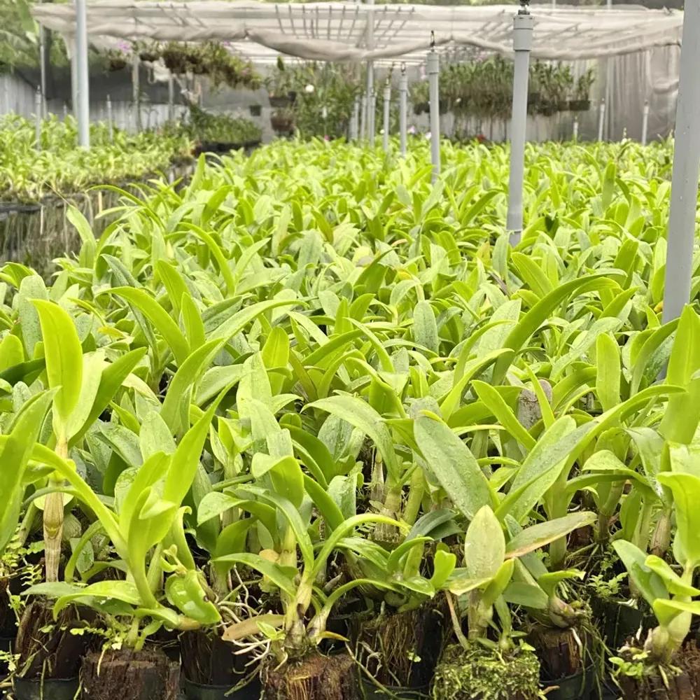 Cây pot Dendro - Nhiều mặt hoa