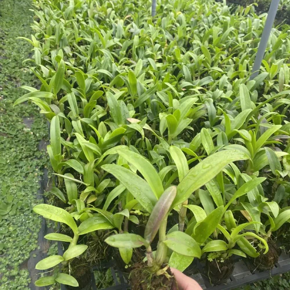 Cây pot Dendro - Nhiều mặt hoa