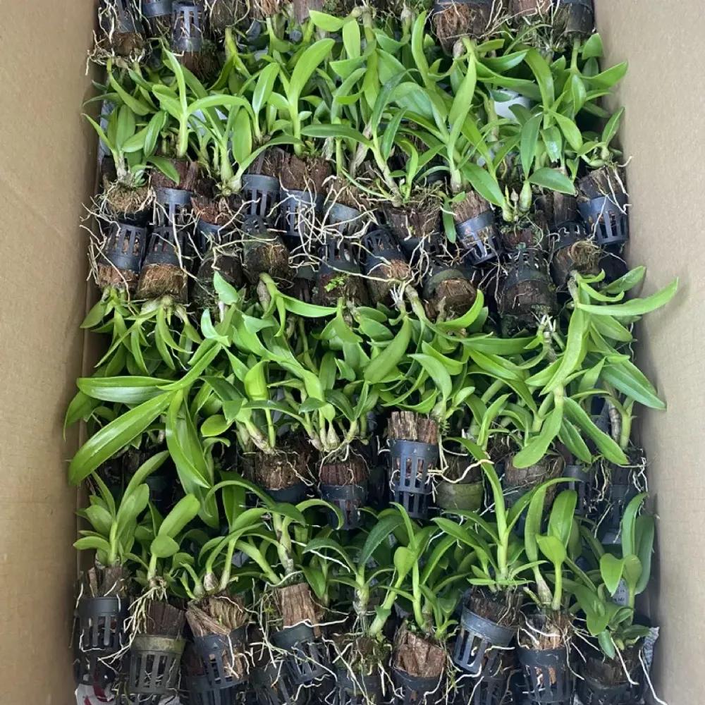 Cây pot Dendro - Nhiều mặt hoa