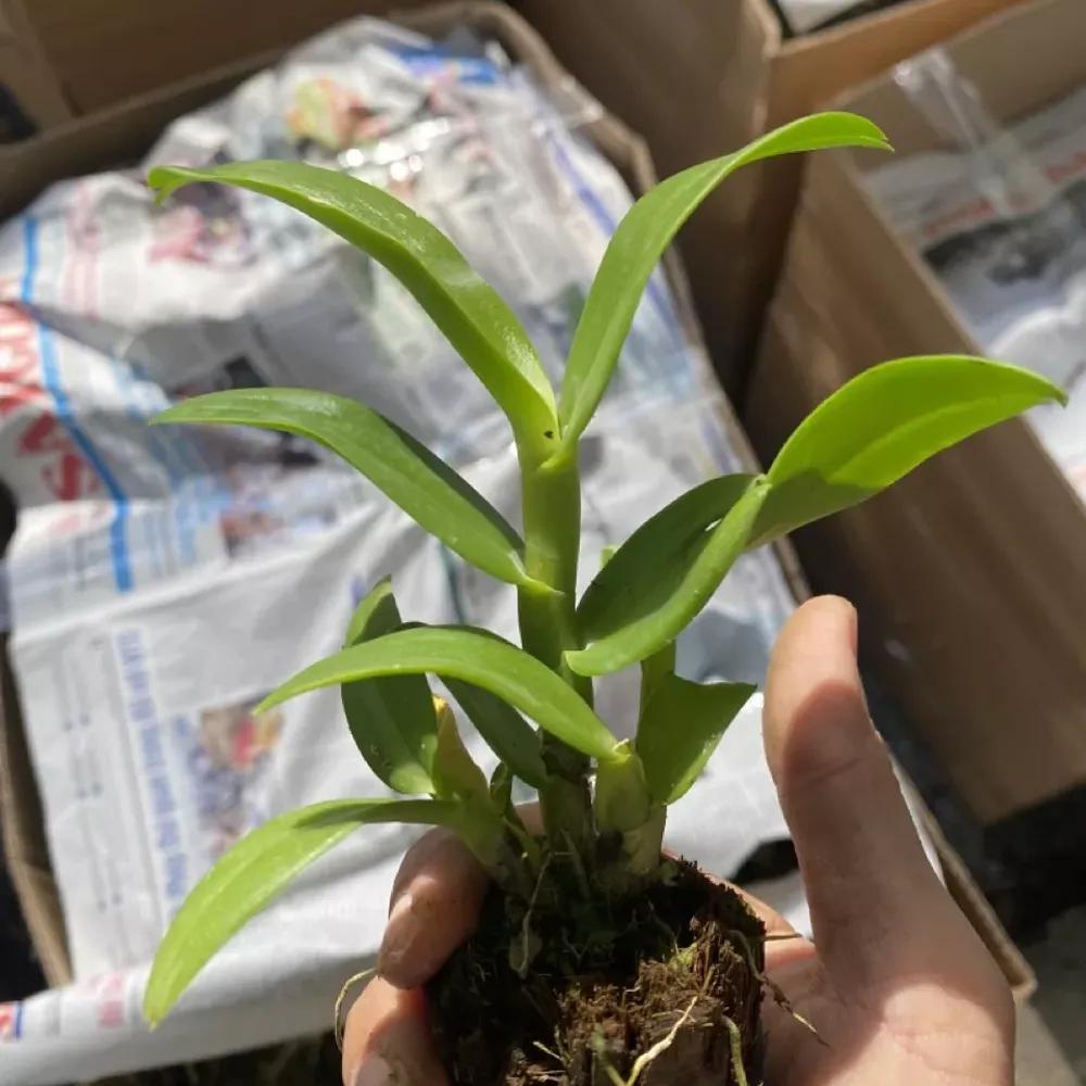 Cây pot Dendro - Nhiều mặt hoa