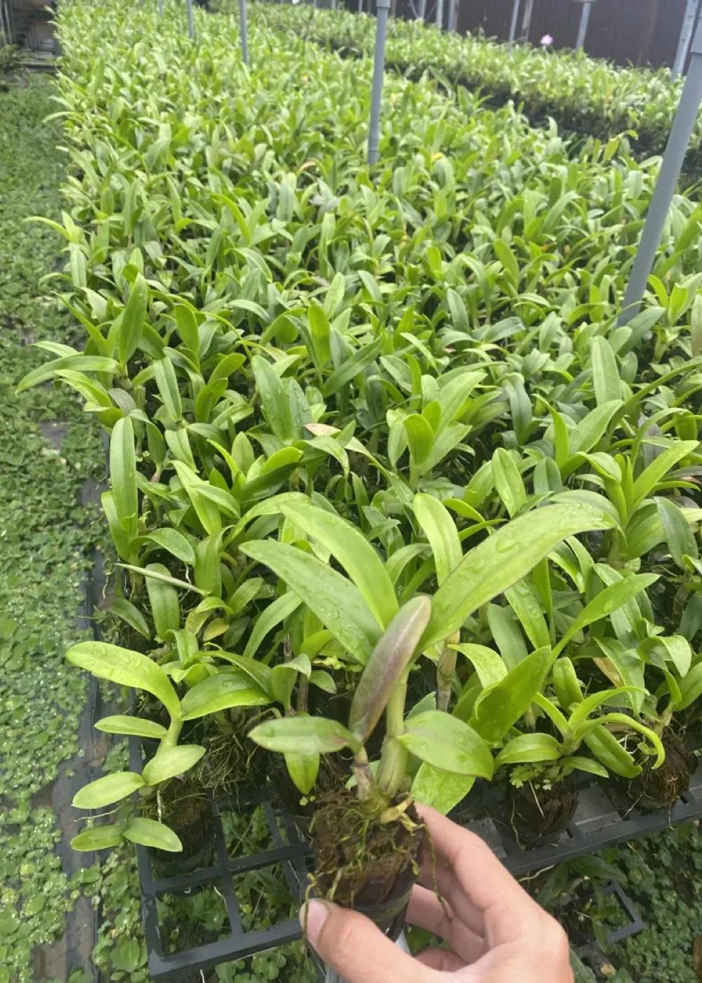 Cây pot Dendro - Nhiều mặt hoa