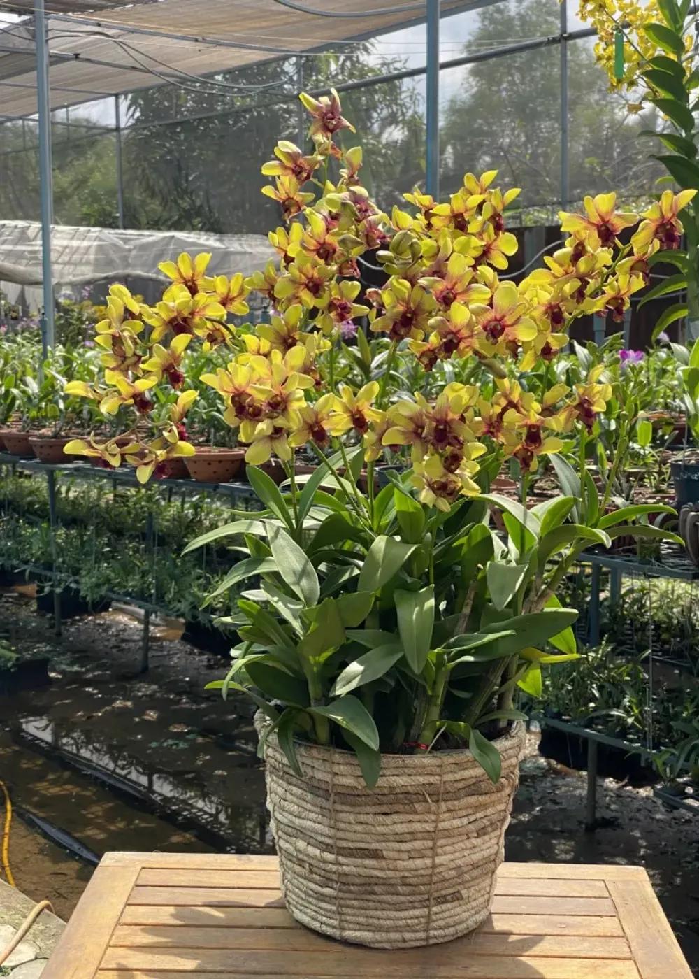 Mã sản phẩm : VT1004