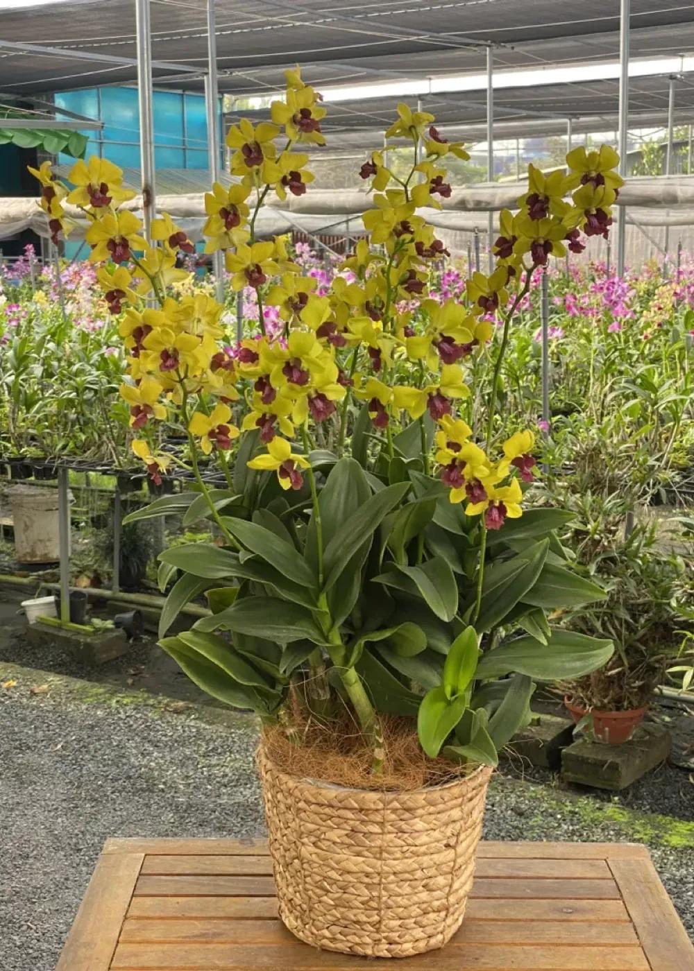 Mã sản phẩm : VLDN1001