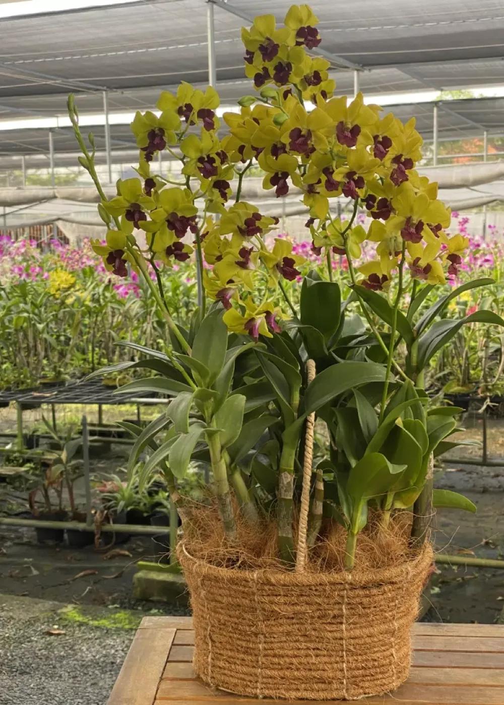 Mã sản phẩm : VLDN1002