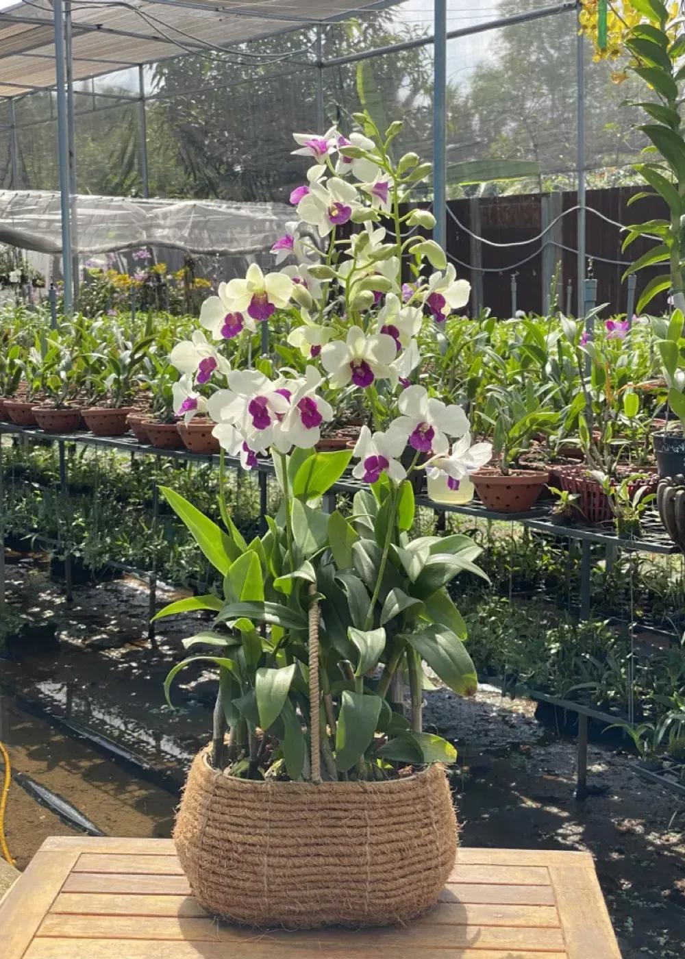 Mã sản phẩm : TLT0601