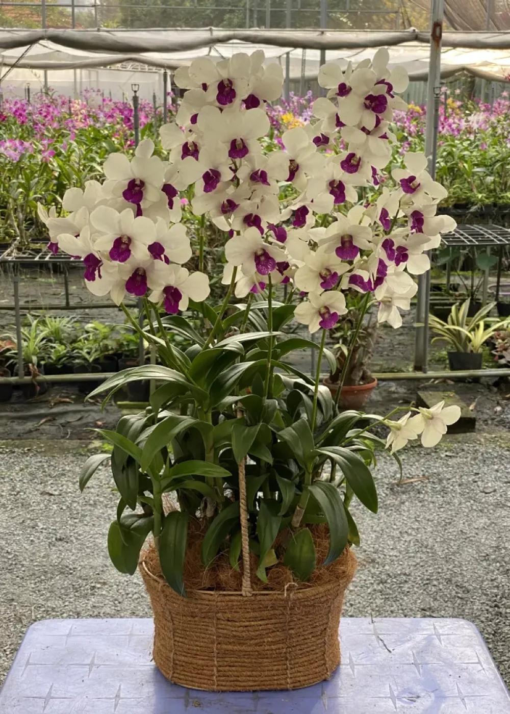 Mã sản phẩm : TLT0801