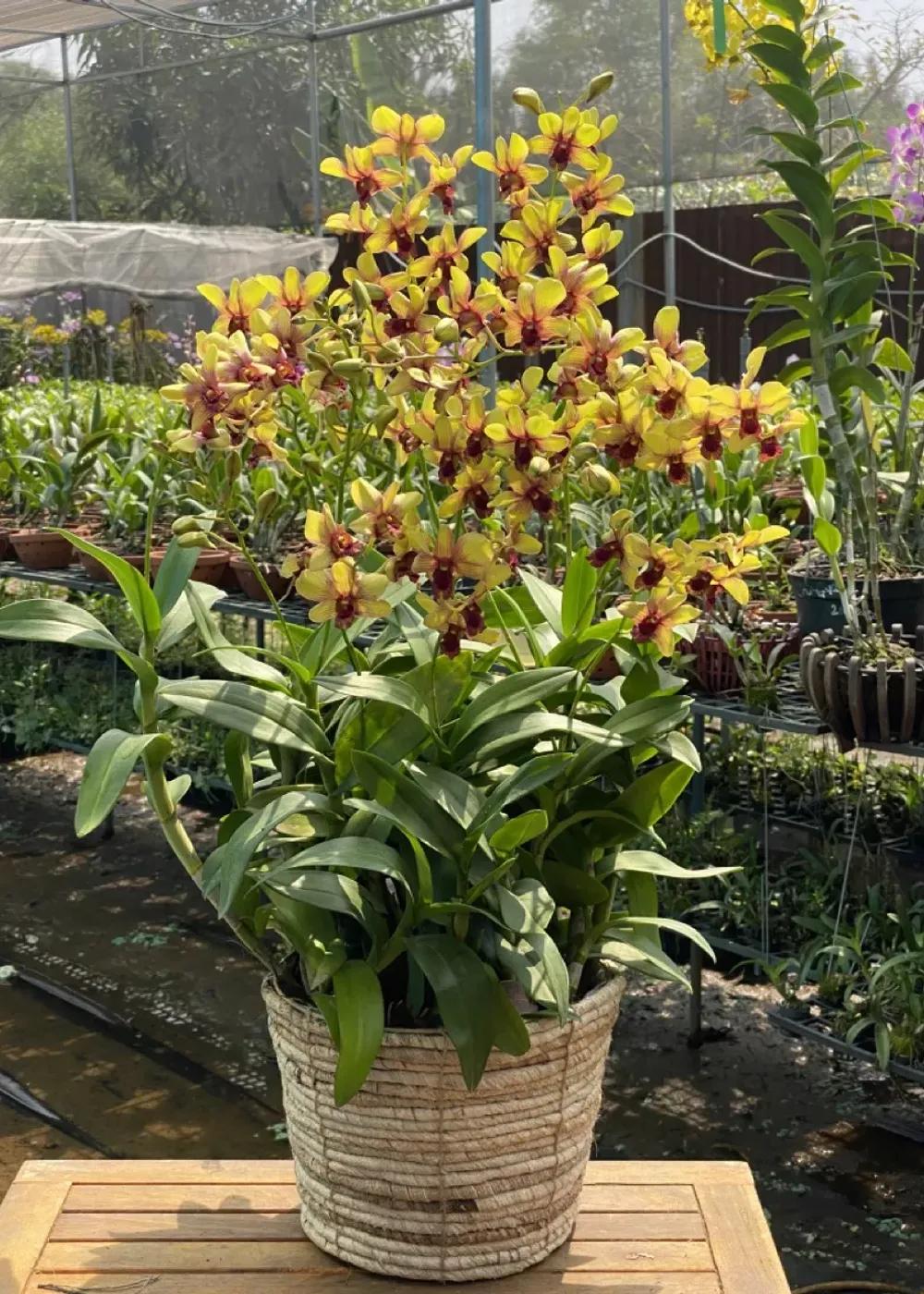 Giỏ hoa lan Dendro Dịu Dàng Nét Xuân