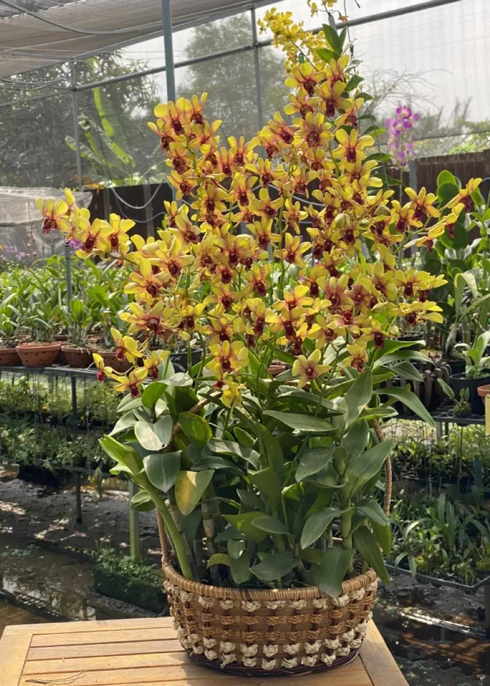 Giỏ hoa lan Dendro Kim Bảo Phát