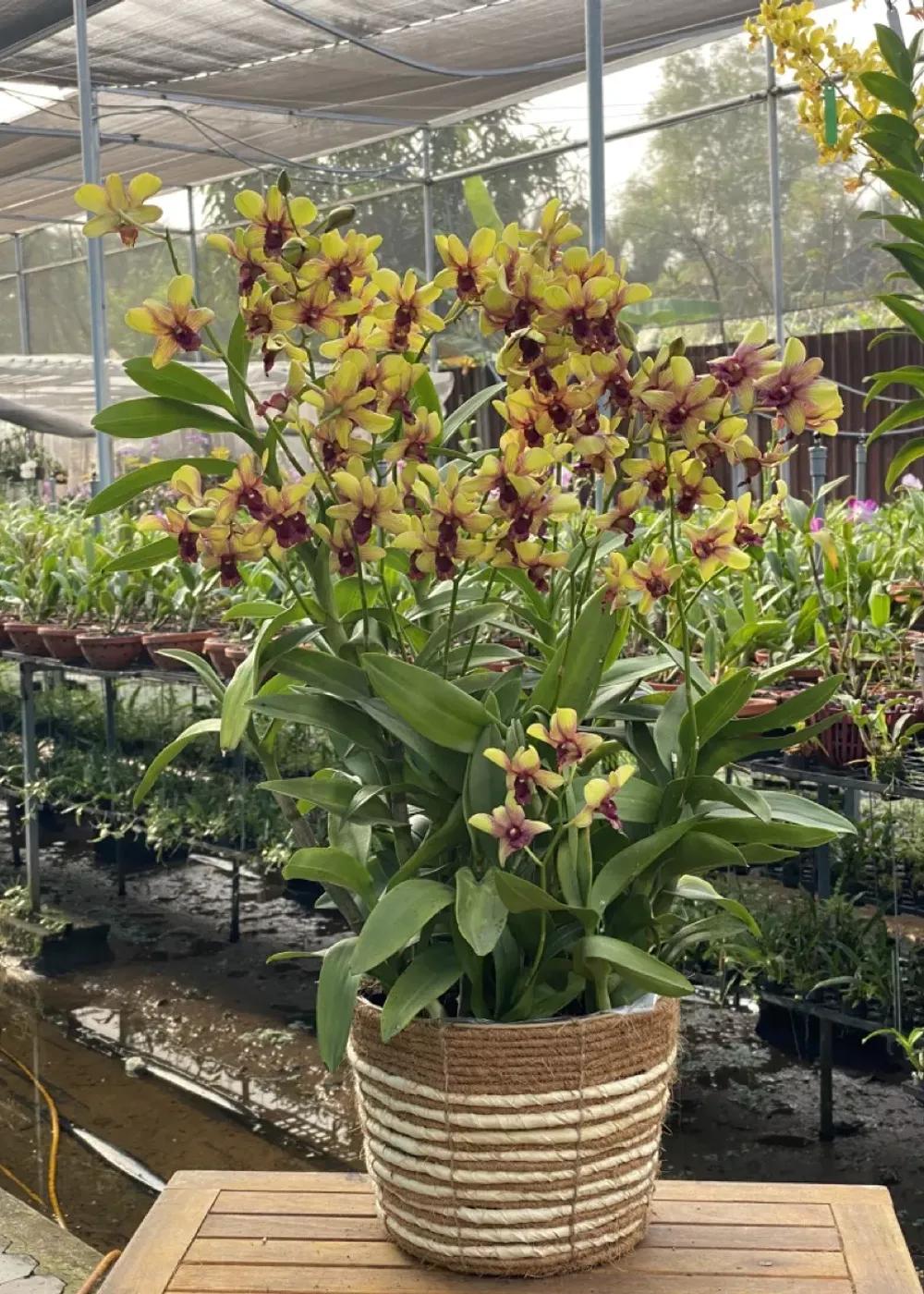 Mã sản phẩm: VT1001